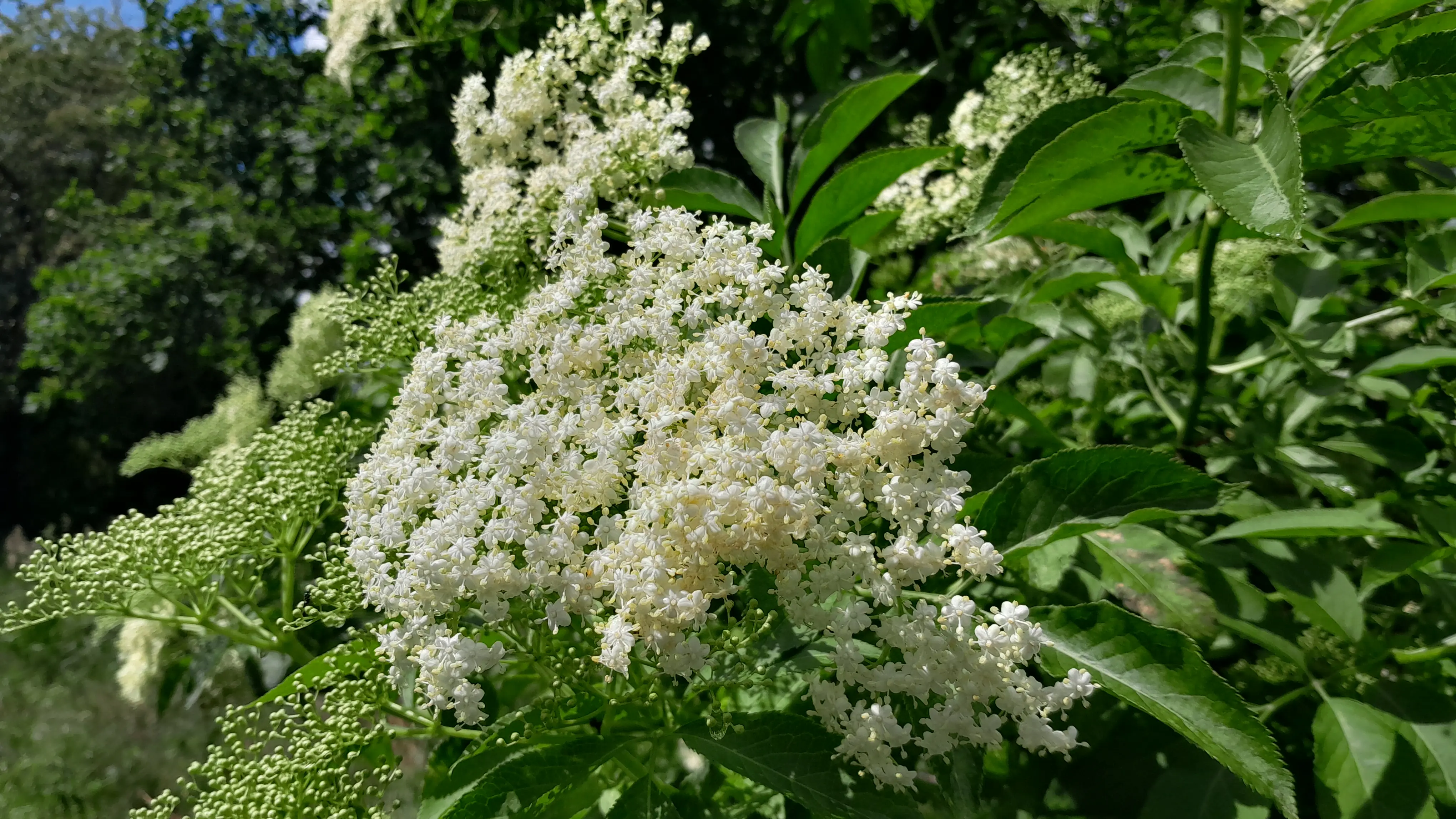 Fleur de Sureau